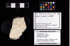 Foto (Objekt + Etikett) von Crustacea indet.  (NHMW-GEO-2014-0194-0989)